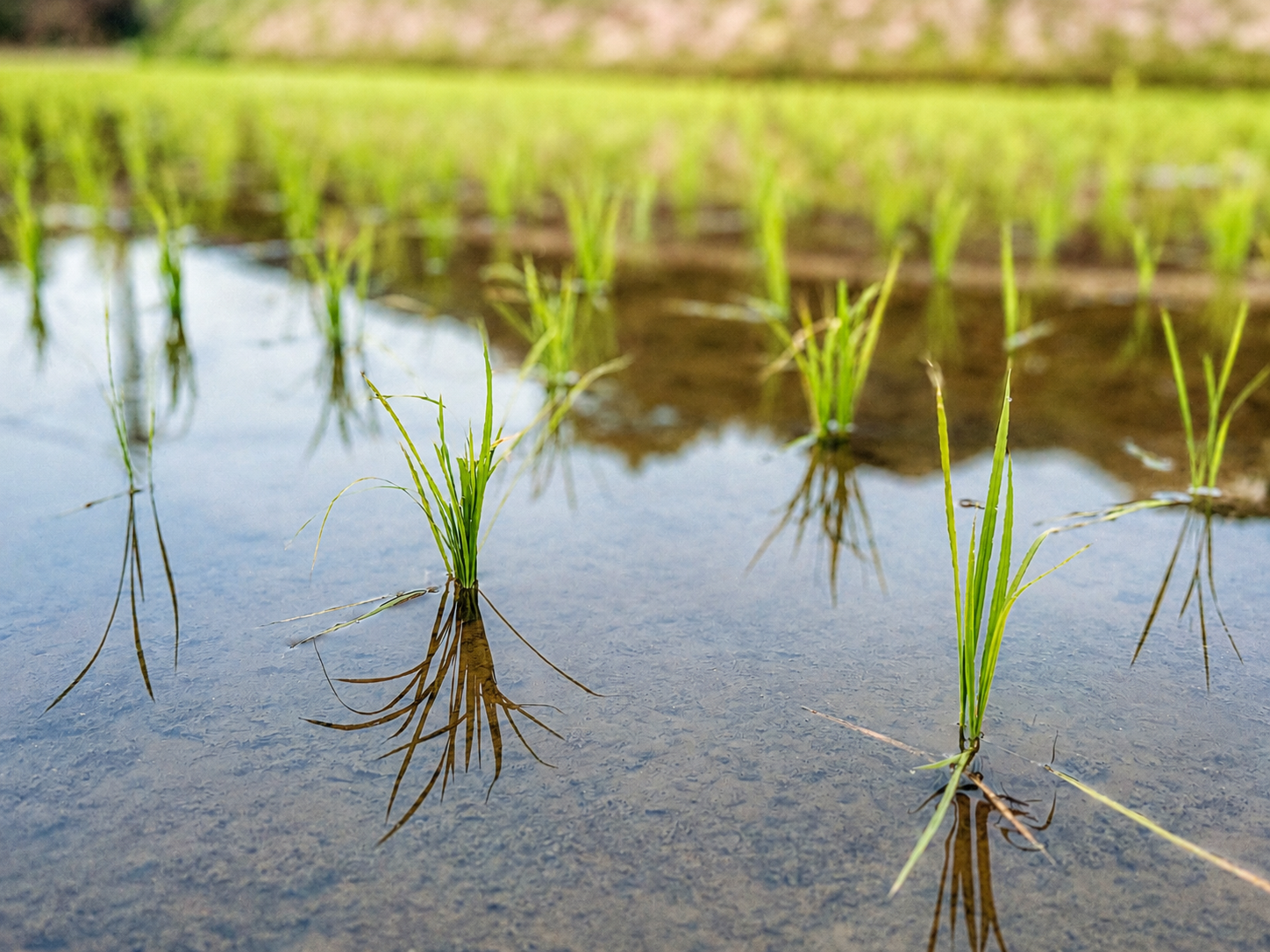 田植え後の湯布院の田んぼ